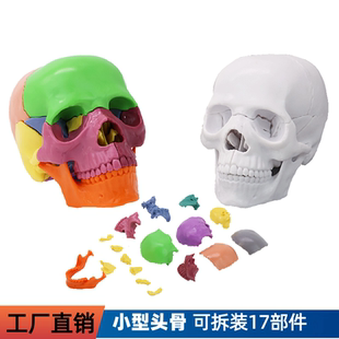 医学可拆分装卸17部件1:2人体彩色头骨模型头骷颅髅头颅骷髅头