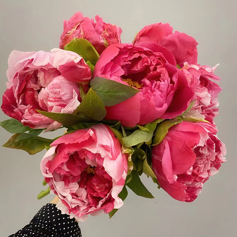 山东重瓣芍药顺丰包邮