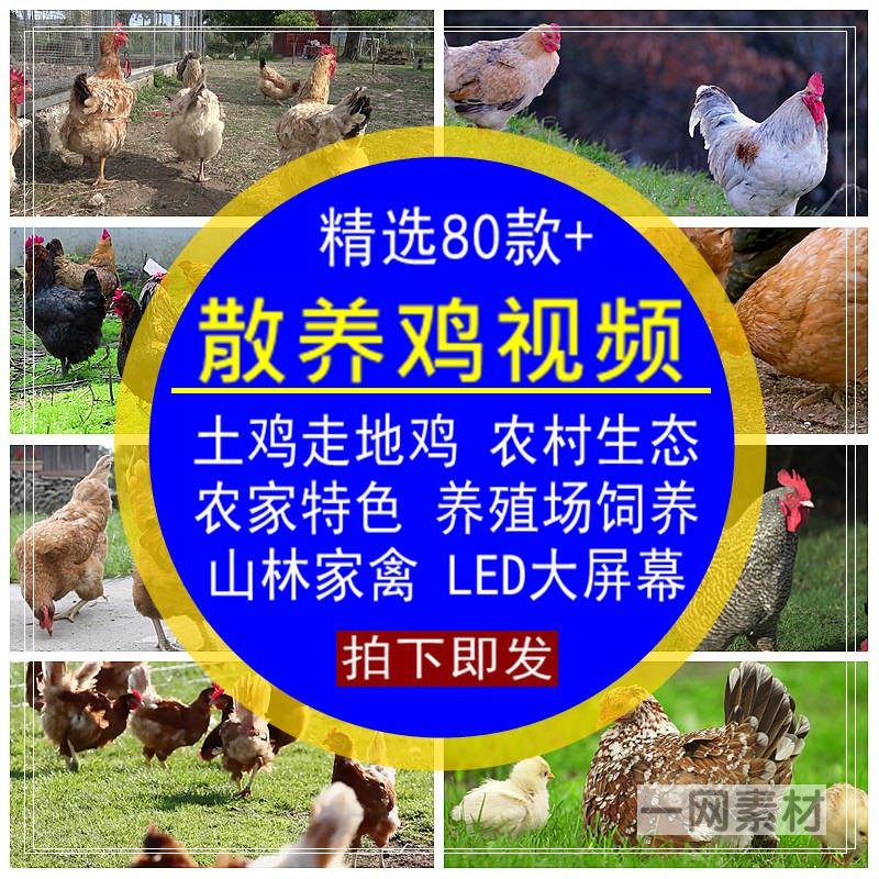 散养鸡视频走地土鸡农村生态农家特色饲养殖场无水印LED大屏素材
