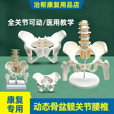 治帮动态骨盆模型可活动