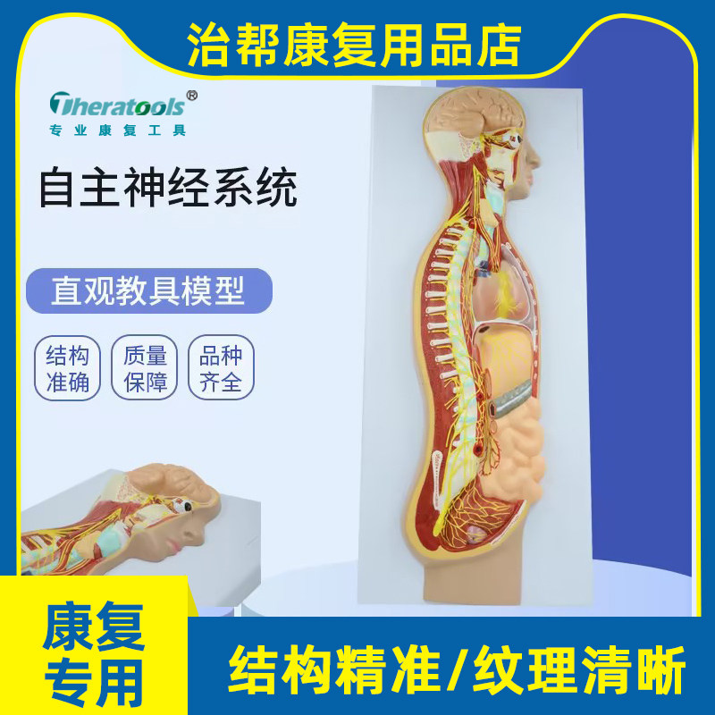 治帮自主神经系统解剖图模型