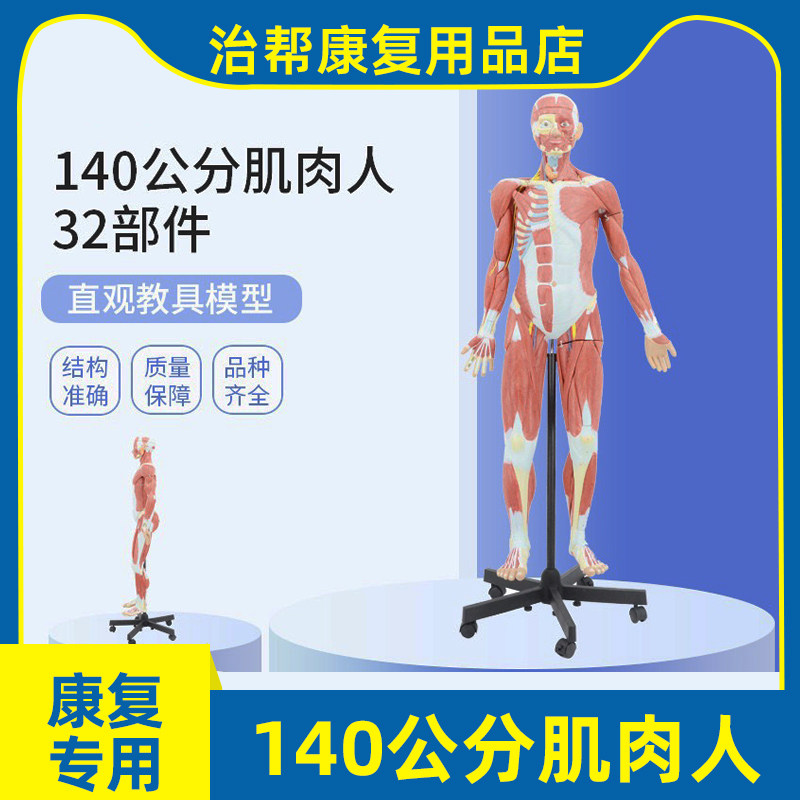 治帮人体肌肉人模型可拆卸