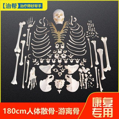 人体骨骼散骨模型骨架小白全身脊椎仿真医学结构解剖骷髅游离骨