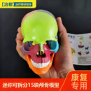 彩色头骨模型迷你医用医美牙科教学用具可拆分15部件头颅骨模型