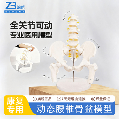 动态腰椎骨盆关节可活动