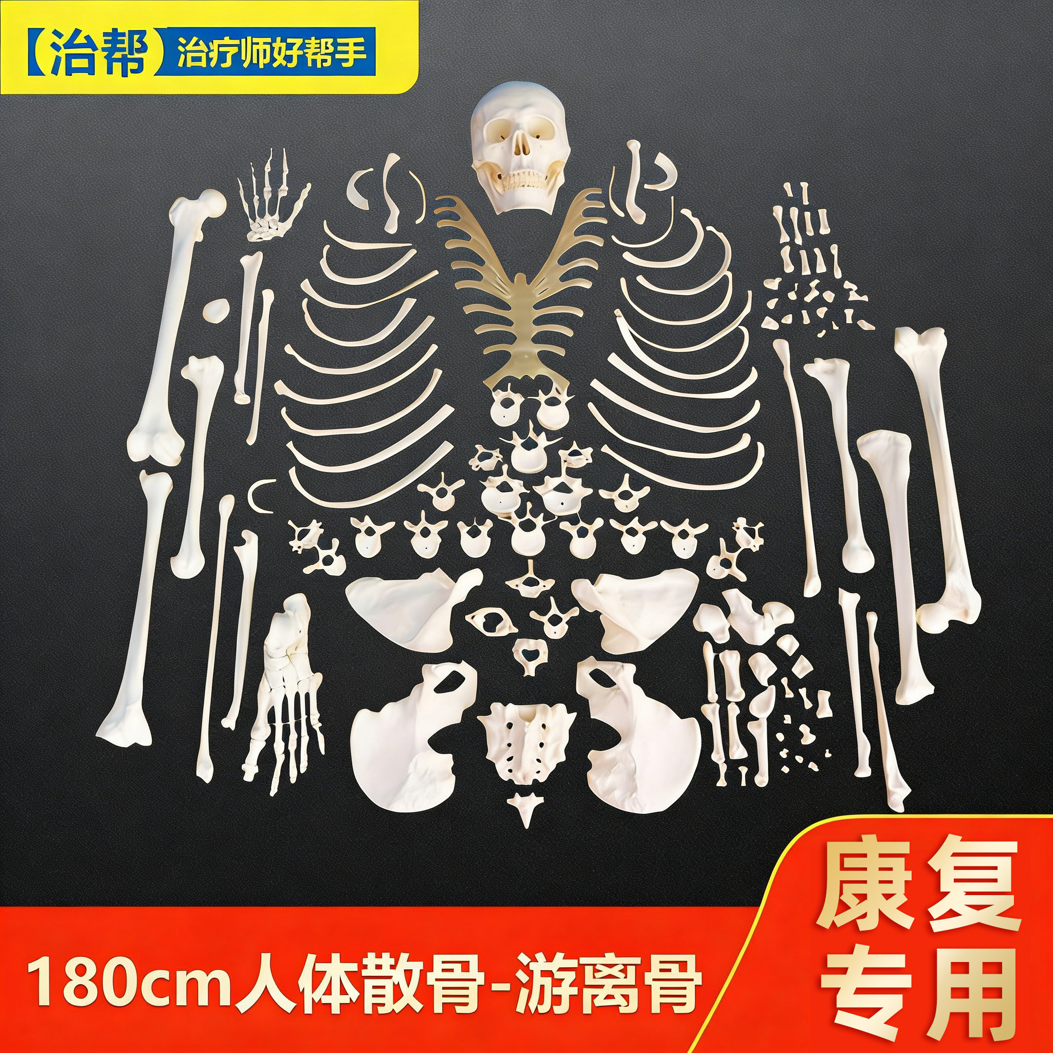 治帮散骨人体模型游离骨