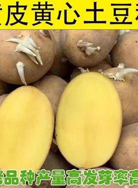 黄皮黄心高产早熟土豆种云南老品种原种新鲜马铃薯种植苗发芽洋芋