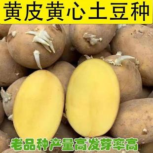 黄皮黄心高产早熟土豆种云南老品种原种新鲜马铃薯种植苗发芽洋芋
