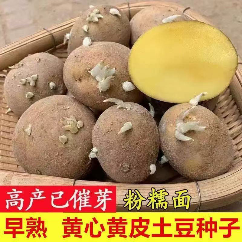 【黄皮黄心】早熟土豆种高产已催芽早熟可种植黄皮黄心土豆种子