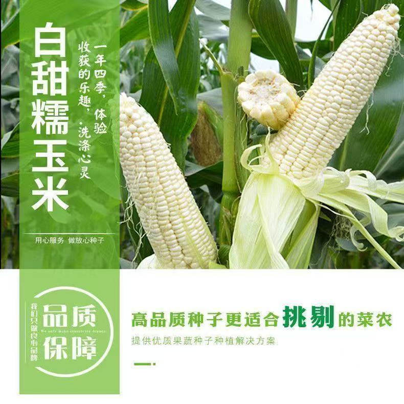 白糯甜玉米种子高产矮杆大棒四季播白玉米非转基因白甜糯玉米种籽