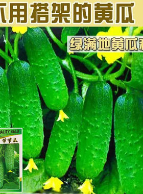 四季播种水果黄瓜节节瓜高产小黄瓜地载阳台盆栽菜籽农家黄瓜种子