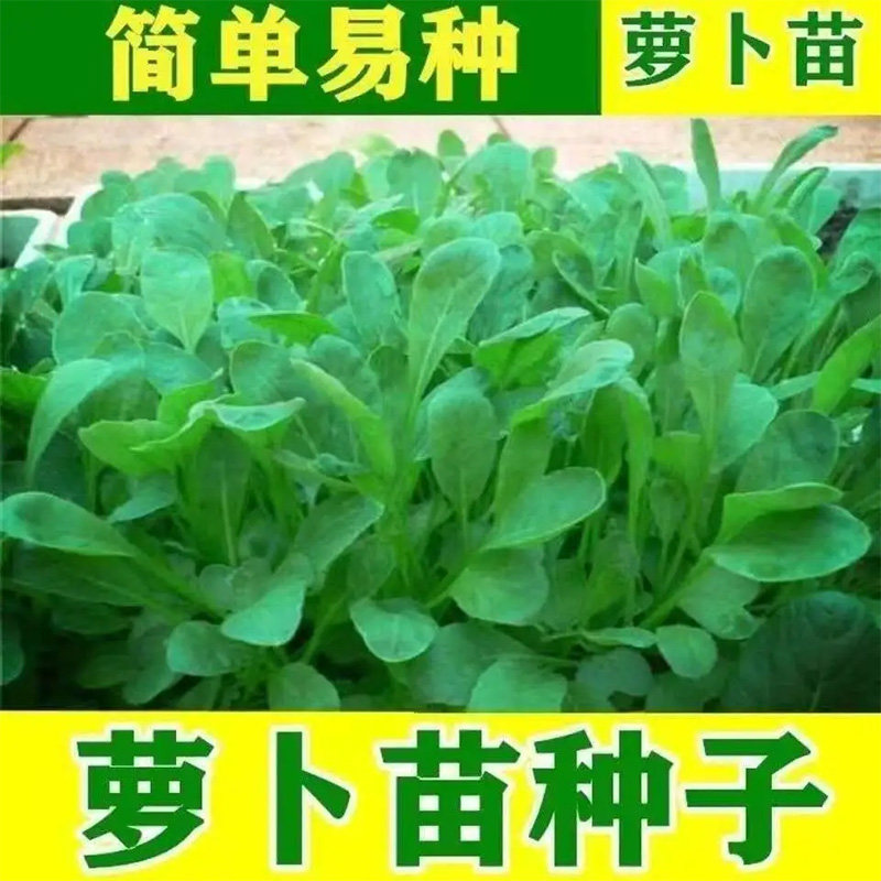 苗用萝卜种子小青菜萝卜苗专用种家庭园艺种子