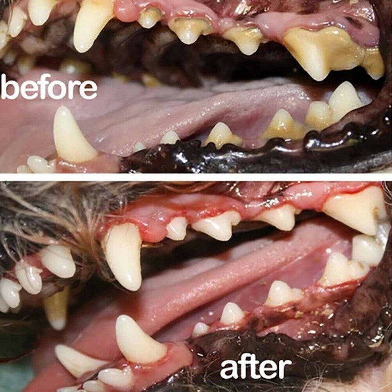 1pcs pet breath freshener spray dog teeth cleaner dog cat or