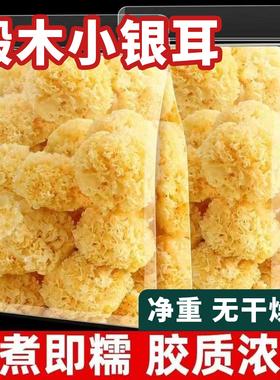 古田原产地椴木小银耳干货特级野生纯天然白木耳无硫雪耳糯耳羹级