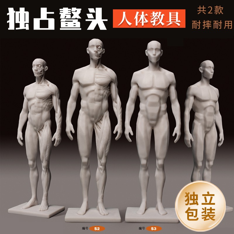 人体模型 /肌肉模型男/人体模型/3d模型//