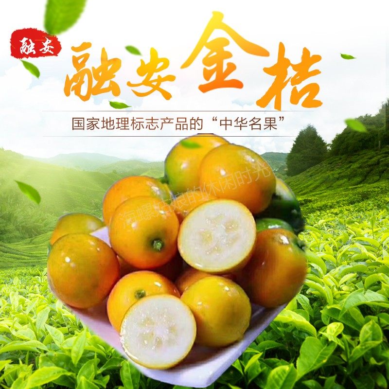 脆蜜金柑广西融安金桔现摘现发自家果园清甜新鲜金柑精品礼盒装