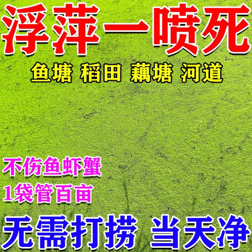 鱼塘浮萍清除剂免打捞浮萍净水产养殖灭浮萍药鱼池除水草清理神器