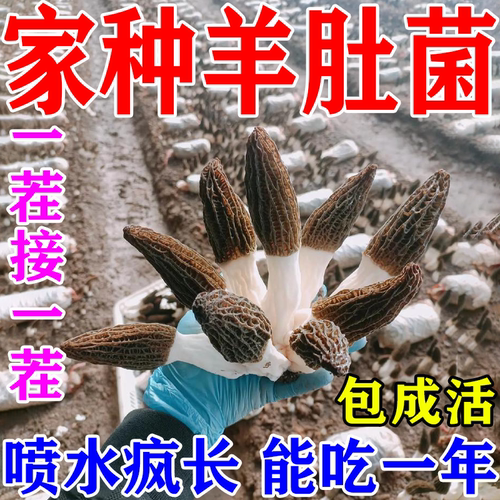 羊肚菌菌种喷水疯长一年收10茬