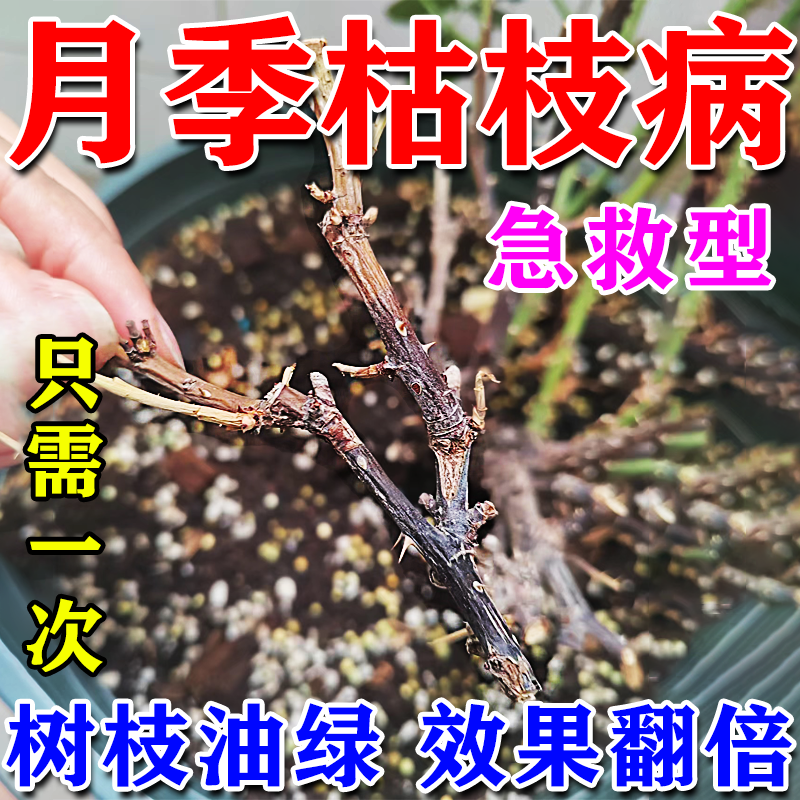 月季枯枝病专用药治黑杆病月季花病虫害常用玫瑰药白粉黑斑枯黄叶