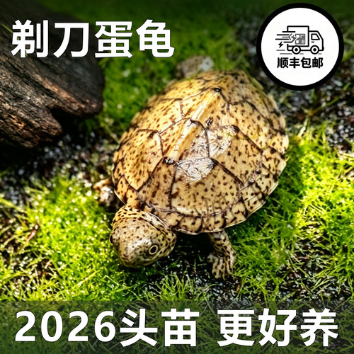 2026头苗剃刀龟小型龟蛋龟屋顶龟观赏龟乌龟深水龟小乌龟全品龟苗