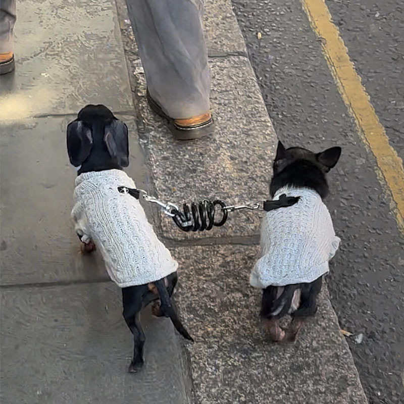 量子纠缠遛狗绳！！两只犬狗链子