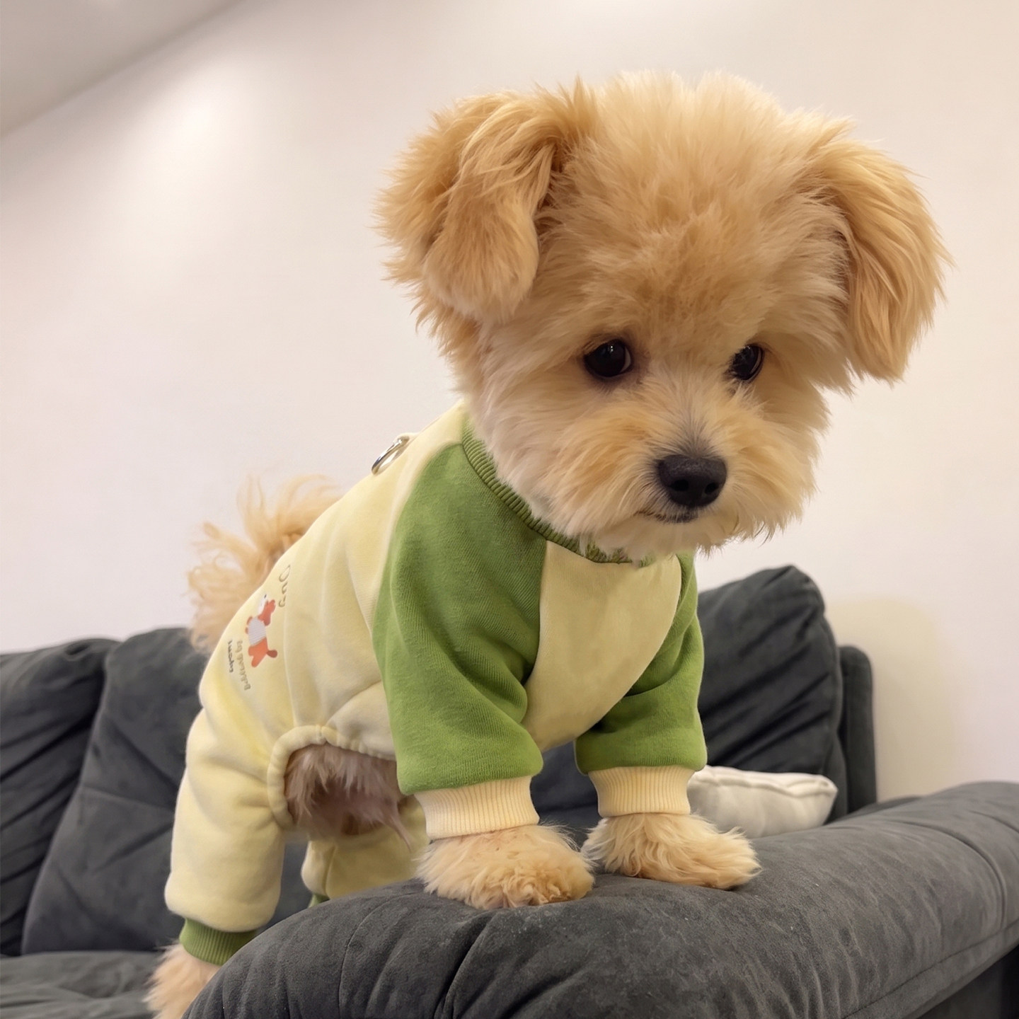狗狗衣服秋冬装四脚衣可牵引泰迪比熊小型犬宠物棉服防掉毛加绒