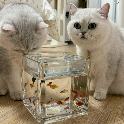 猫咪骗水大法！鱼缸猫碗桌面摆件