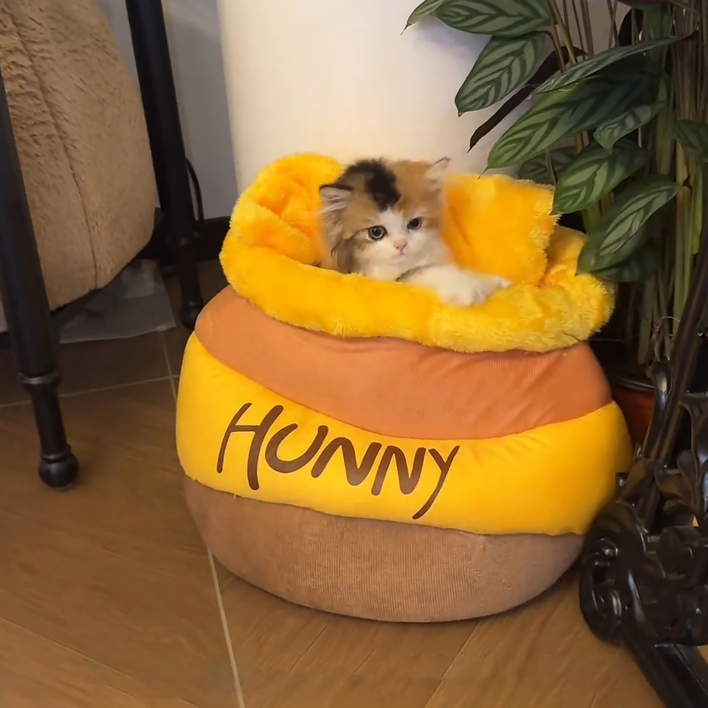 网红款！蜂蜜罐猫窝猫咪睡窝
