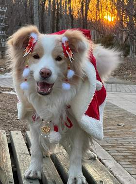 宠物新年装扮狗狗发饰头饰比熊泰迪红色发夹拜年打扮喜庆拍照道具