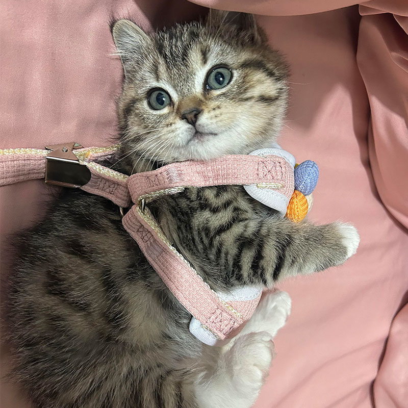 宠物猫咪牵引绳幼小型犬泰迪狗背心式溜猫绳带胸背防挣脱不勒脖,宠物/宠物食品及用品,猫牵引绳,淘宝优惠券,粉丝福利购,淘宝优惠卷