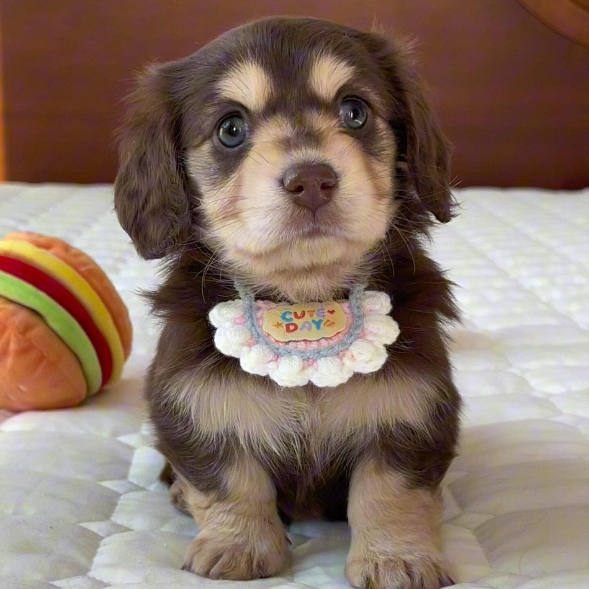 狗狗围脖猫咪围巾可爱宠物口水巾手工编织围兜钩织配饰毛线项圈,宠物/宠物食品及用品,围巾/口水巾,淘宝优惠券,粉丝福利购,淘宝优惠卷