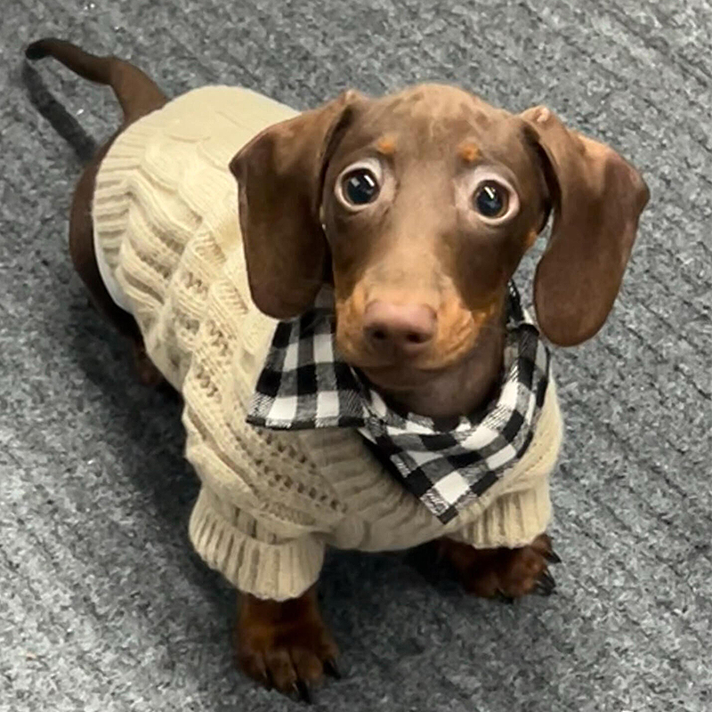 狗狗衣服秋冬款麻花毛衣2024新款中小型犬腊肠狗防寒保暖背心冬装