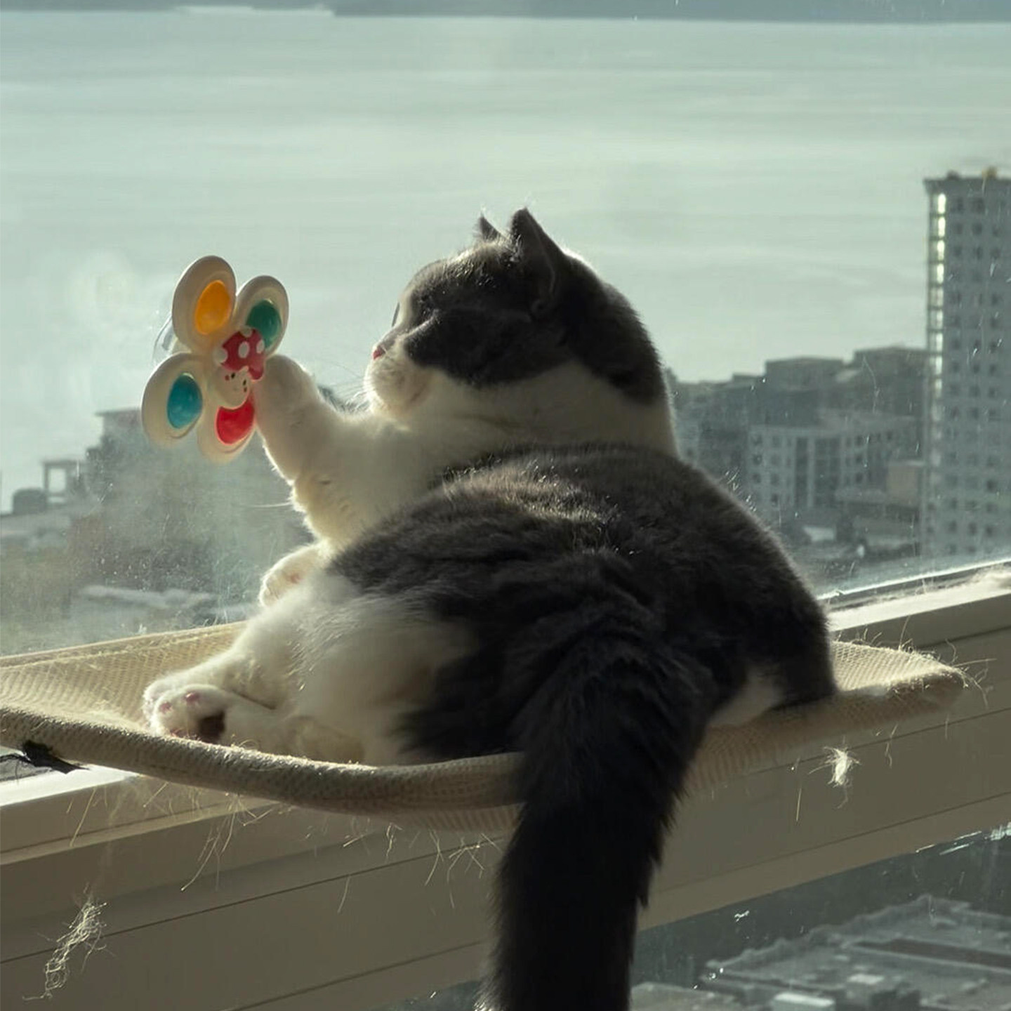 猫猫我也有爪间陀螺啦！