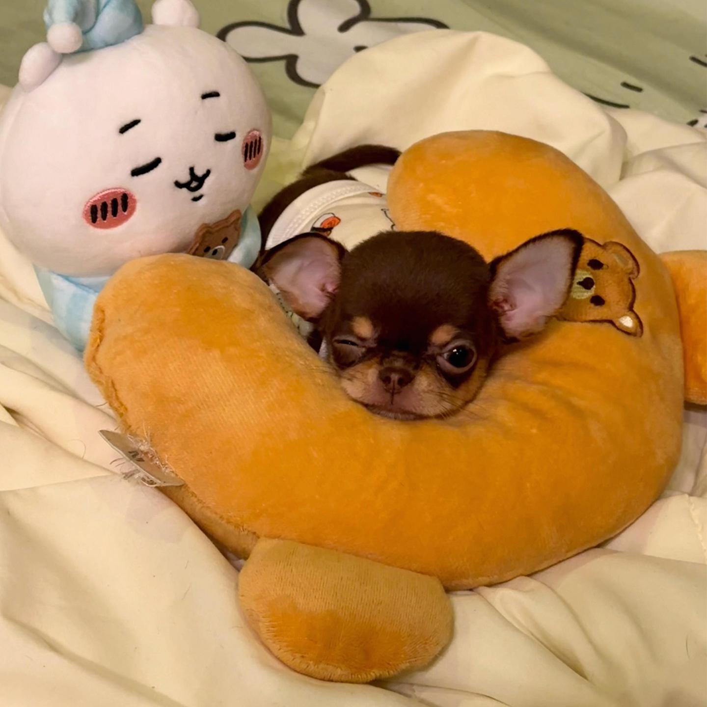 宠物护下巴神器！柔软睡觉下巴垫