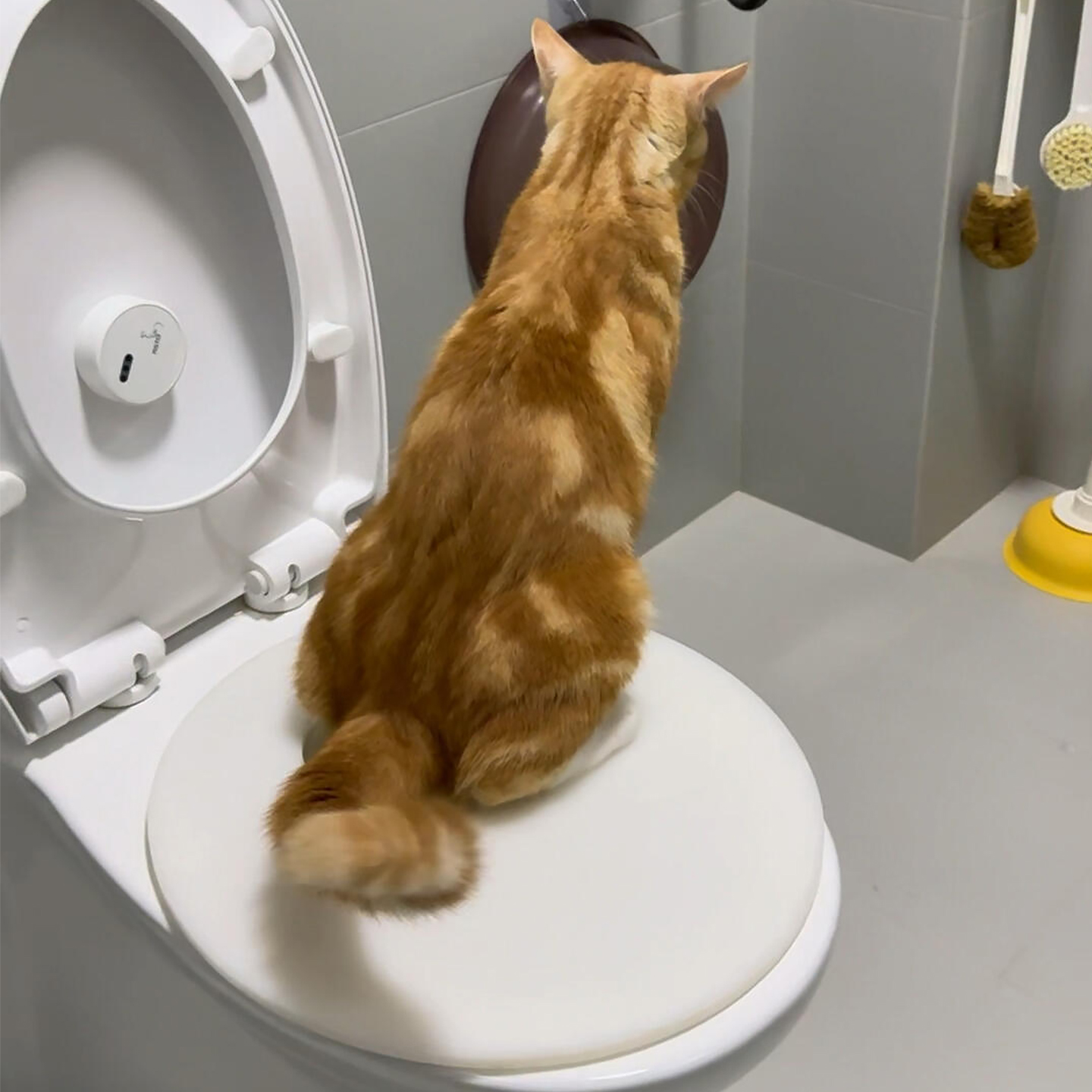 猫咪马桶训练器！猫砂盆防外溅