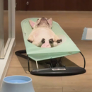 宠物狗狗摇摇椅猫咪床中小型犬法斗泰迪睡觉秋千防潮离地狗床躺椅