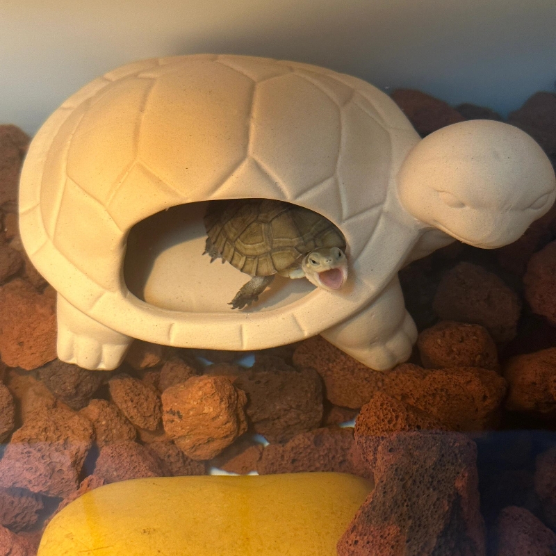 乌龟躲避屋陶瓷洞穴造景装饰摆件