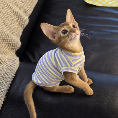 高弹不勒条纹背心，猫主子爱穿