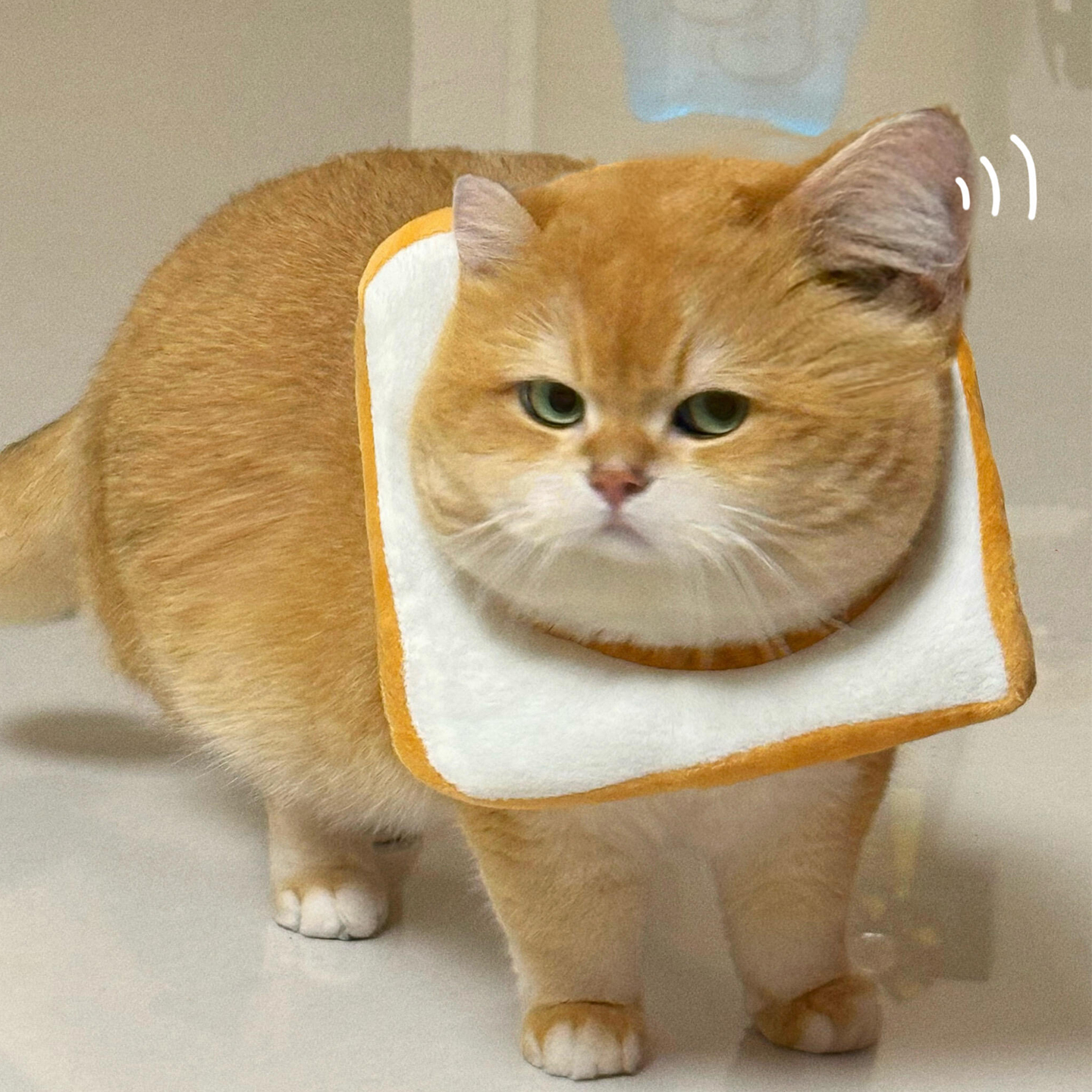 吐司面包伊丽莎白圈绝育项圈脖圈