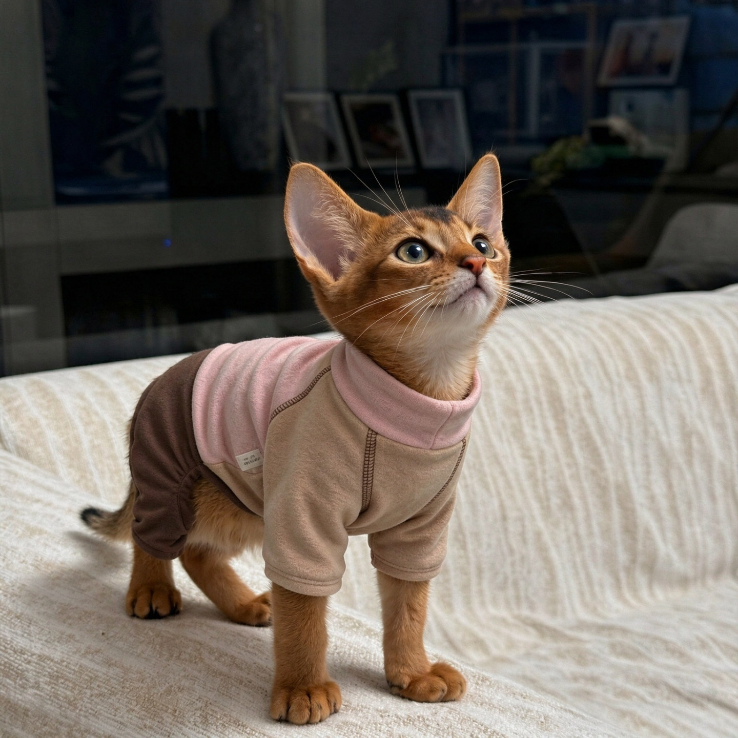 猫咪衣服防着凉秋冬季加厚保暖德文阿比小猫狗狗四脚家居服睡衣