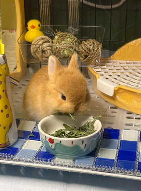 兔子食盆兔粮碗陶瓷荷兰猪龙猫豚鼠食盆防打翻侏儒兔食槽高颜值