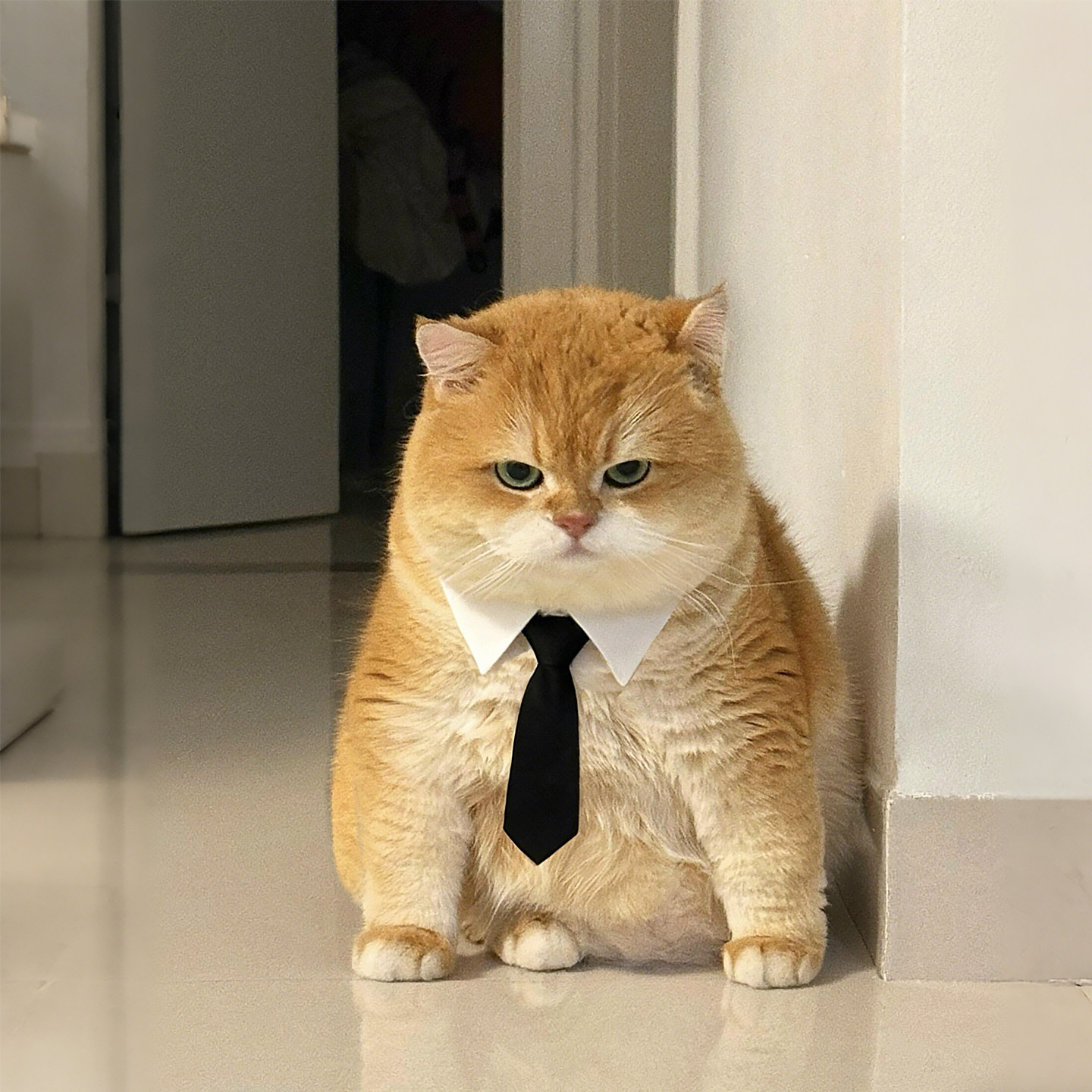 猫咪围脖装饰品口水巾围兜狗狗领带领结假领子蝴蝶结小型犬配饰