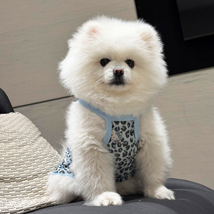 宠物狗狗衣服小型犬夏天薄款猫咪防掉毛高颜值豹纹吊带2026新款