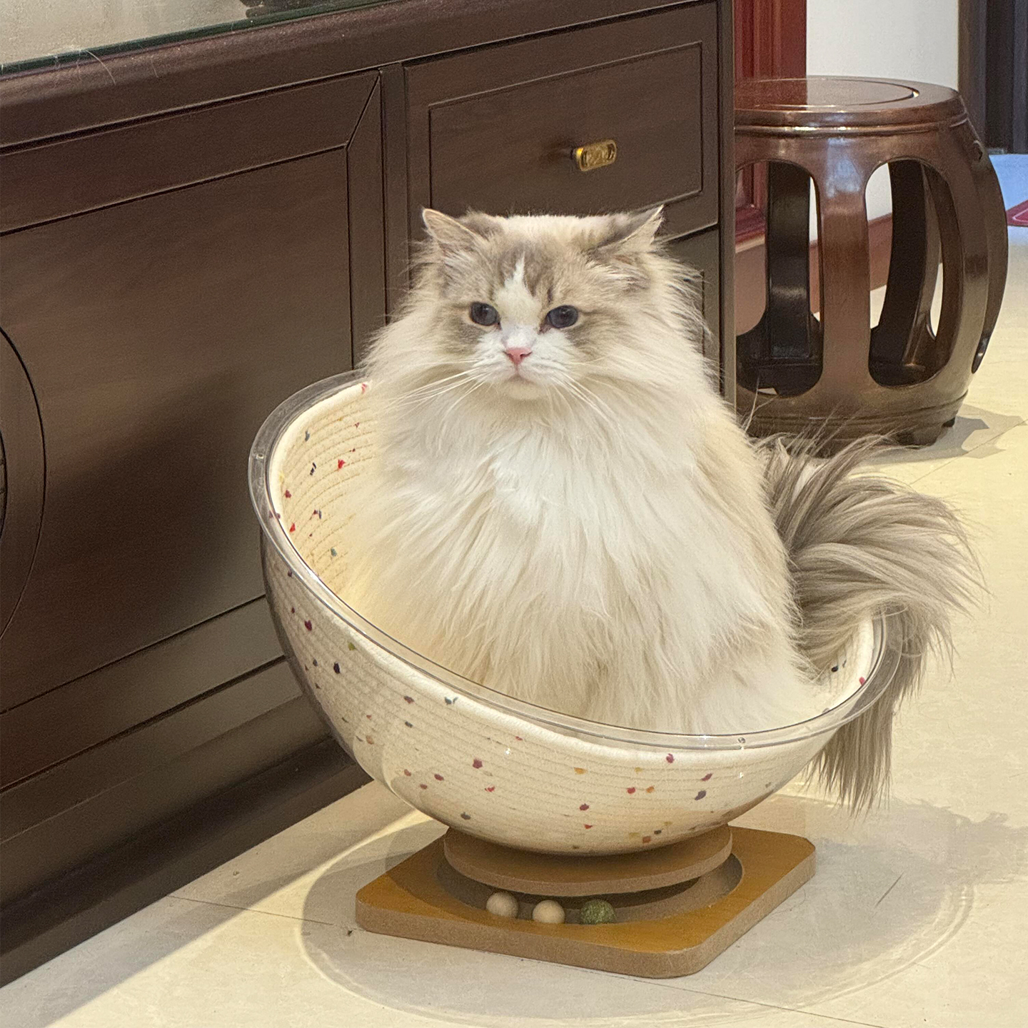 360°观察喵星日常—太空舱猫窝