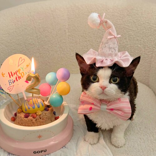 可爱小帽子！猫咪生日仪式感！