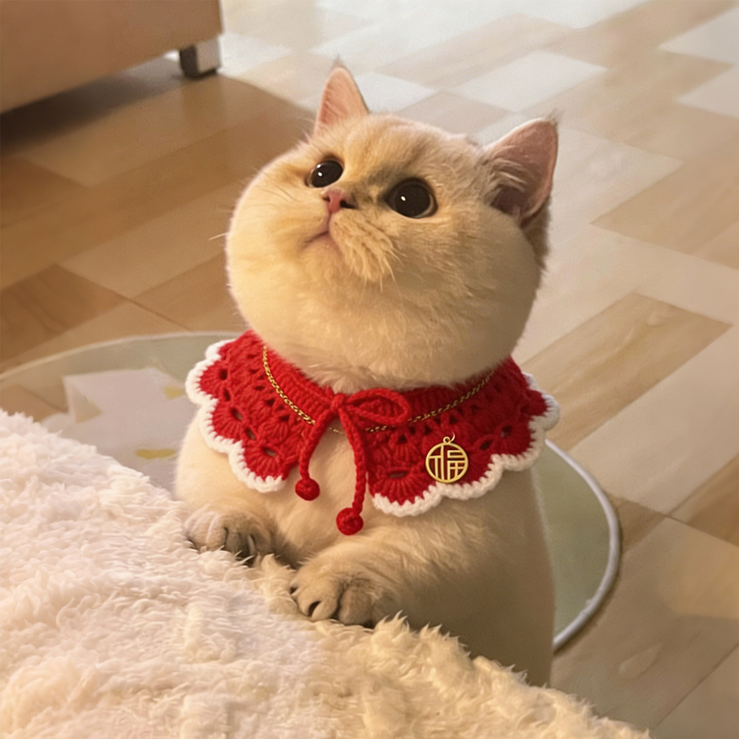 宠物新年猫咪围脖小配饰小型犬比熊围巾小猫围兜口水巾拜年装扮,宠物/宠物食品及用品,围巾/口水巾,淘宝优惠券,粉丝福利购,淘宝优惠卷