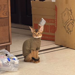 小猫咪衣服德文无毛猫暹罗阿比西尼亚猫衣服防掉毛毛衣马甲冬款