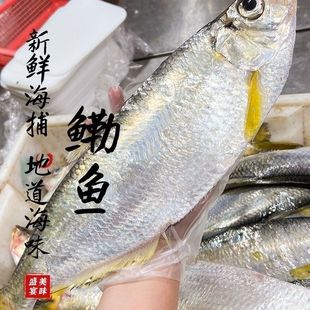 海捕白鳞鱼鳓鱼新鲜东海冷冻白力鱼鲥鱼海鲜水产 不是咸鱼