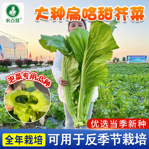 [高产量]大叶甜芥菜种子