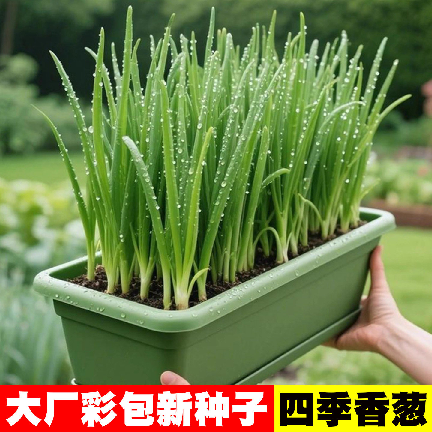 [大厂彩包]四季小香葱种子